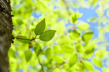日本の春　新緑