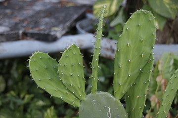 Close up Green Cactus