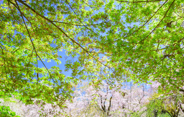 日本の春　新緑