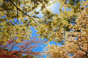 日本の春　新緑