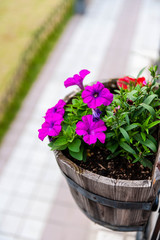 うろこの家の鉢植え