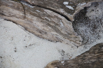 Texture of Tree Bark , Strolling on the Beach, Summer Holidays