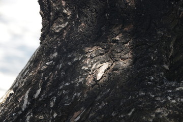 Texture of Tree Bark , Strolling on the Beach, Summer Holidays