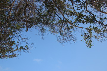Relaxing under the shade of Green Tree in a Sunny  Blue Sky, Summer Holidays