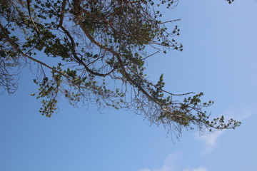 Relaxing under the shade of Green Tree in a Sunny  Blue Sky, Summer Holidays