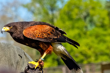 Harris's hawk (Parabuteo unicinctus) formerly known as the bay-winged or dusky hawk