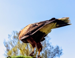 Harris's hawk (Parabuteo unicinctus) formerly known as the bay-winged or dusky hawk