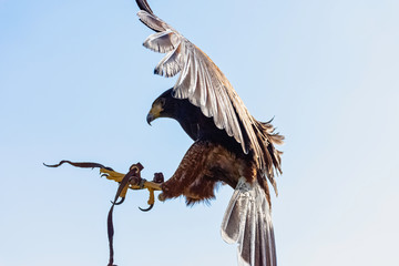Flying harris's hawk (Parabuteo unicinctus) formerly known as the bay-winged or dusky hawk