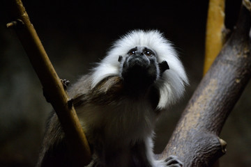 Tamarin in Ueno Zoo