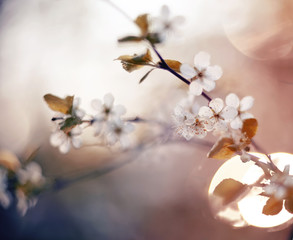 Branch of the blossoming cherry