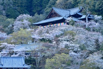 満開の桜と寺，長谷寺