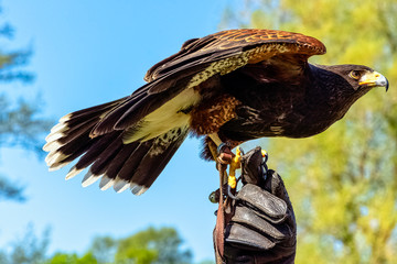 Harris's hawk (Parabuteo unicinctus) formerly known as the bay-winged or dusky hawk