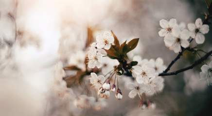 Blossoming of cherry flowers