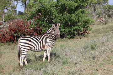 Steppenzebra / Burchell's zebra / Equus burchellii