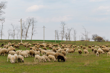 Fototapeta premium A herd of goats and sheep. Animals graze in the meadow. Mountain pastures of Europe.