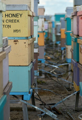 Rows of colorfully painted beehives - their metal straps hanging near the ground - ready for when they are to be transported.