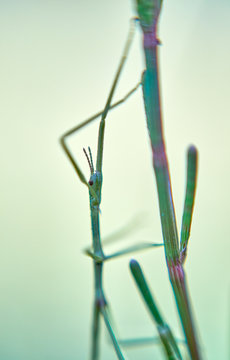 A small green stick insect(Phasmatodea) clings to a seedling of the She-oak(Casuarina) tree. This predominantly green macro image, has very shallow depth of field; and hence an artistic appearance.