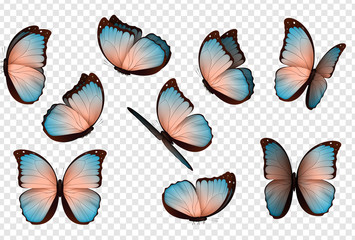 Butterfly vector. Colorful isolated butterflies.