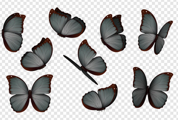 Butterfly vector. Black isolated butterflies.