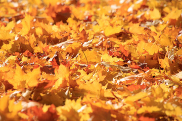 Autumn leaves under a maple tree (Acer campestre)