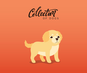 Cute dogs labrador and golden retriever. Flat animal cartoon character