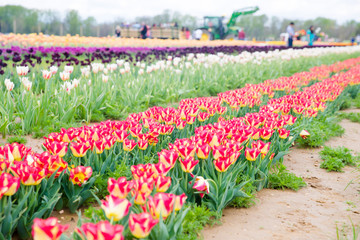 Flower beds with colorful tulips - Image