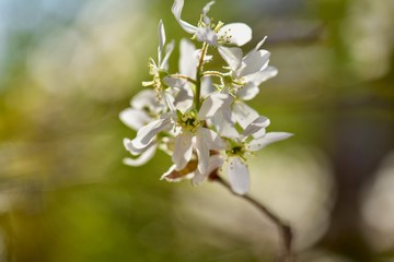 満開のジューンベリーの花