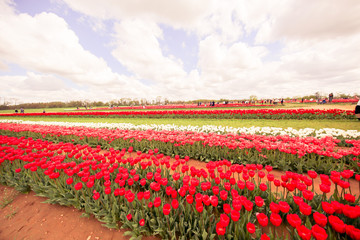 Fototapeta na wymiar Flower beds with colorful tulips - Image