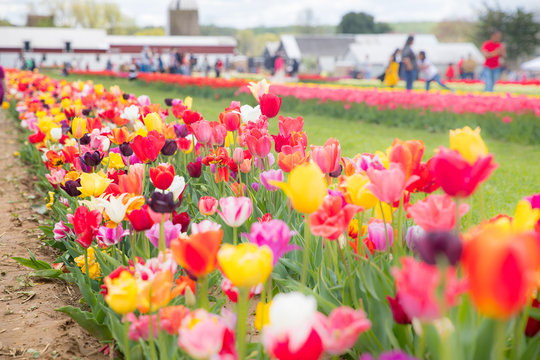 Flower beds with colorful tulips - Image