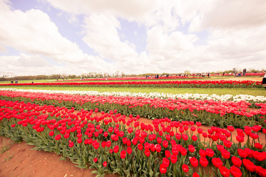 Flower beds with colorful tulips - Image