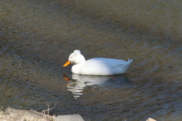 white duck swimming 