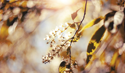 The blossoming bird cherry