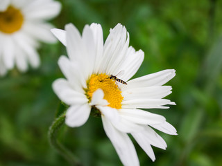 Fototapeta premium wasp on a flower