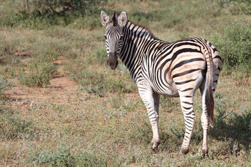 Steppenzebra / Burchell's zebra / Equus burchellii