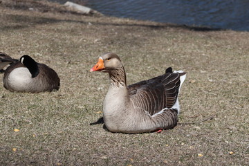 Canadian  goose on grass
