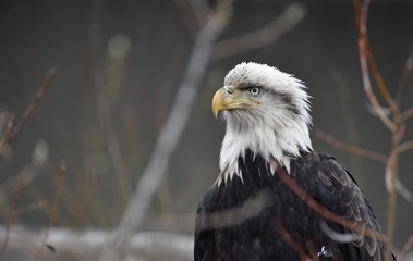 Sick, possibly injured, old bald eagle sitting on a log near a river in British Columbia, Canada. Feathers are dirty, ragged and ruffled, bird appears in distress. Brown branches in background.