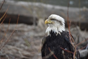Sick, possibly injured, old bald eagle sitting on a log near a river in British Columbia, Canada. Feathers are dirty, ragged and ruffled, bird appears in distress. Brown branches in background.