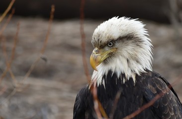 Sick, possibly injured, old bald eagle sitting on a log near a river in British Columbia, Canada....