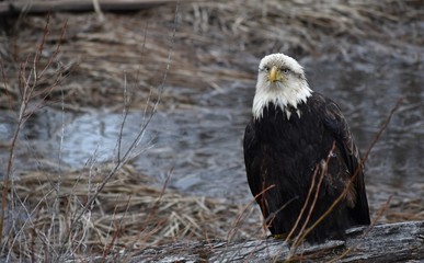 Sick, possibly injured, old bald eagle sitting on a log near a river in British Columbia, Canada. Feathers are dirty, ragged and ruffled, bird appears in distress. Brown branches in background.