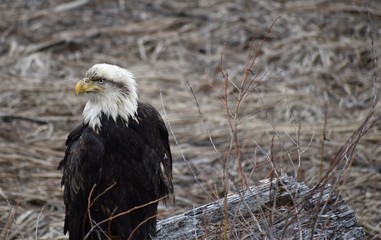 Sick, possibly injured, old bald eagle sitting on a log near a river in British Columbia, Canada. Feathers are dirty, ragged and ruffled, bird appears in distress. Brown branches in background.