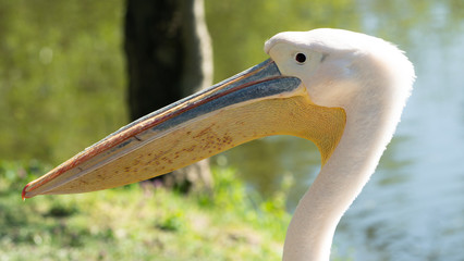 Pelikan, pelikany, pelikanowate, Pelecanidae, Pelecaniformes © Dreamnordno