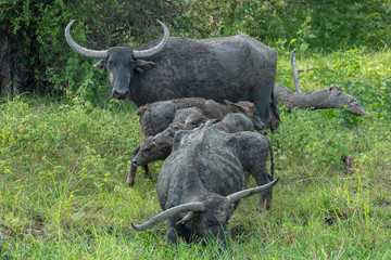 Wild Water Buffalo (Bubalus arnee), Yala National Park, Sri Lanka