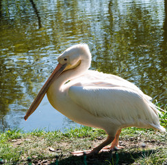 Pelikan, pelikany, pelikanowate, Pelecanidae, Pelecaniformes