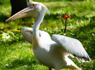 Pelikan, pelikany, pelikanowate, Pelecanidae, Pelecaniformes © Dreamnordno