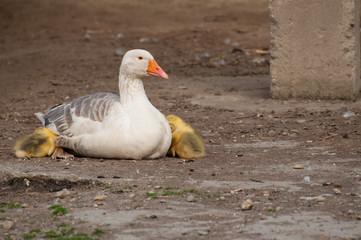 White goose with yellow cubs in the yard.Domestic animal