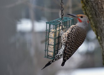 Brown Northern Flicker perched on a suet feeder, in British Columbia, Canada in the wintertime, profile view, grey tree trunk on side of picture. Out of focus grey treed background.