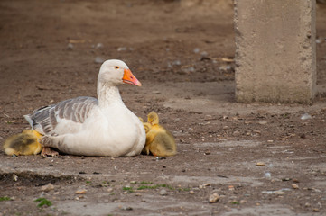 White goose with yellow cubs in the yard.Domestic animal