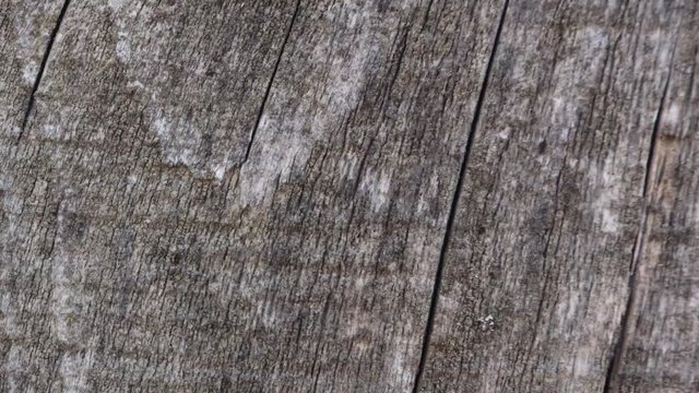 Stop motion animated wood texture background or useful for old films effects using opacity tool or luma matte, created with textures photos, loop possibility