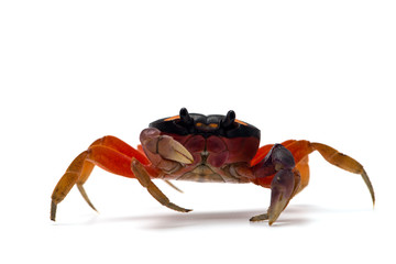 Halloween Moon Crab isolated on white background