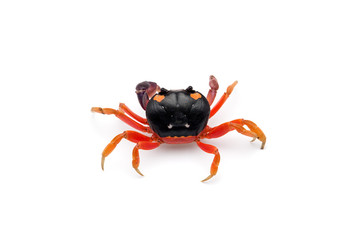 Halloween Moon Crab isolated on white background